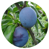 安曇野プルーン狩り　くらしま