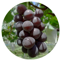 安曇野ぶどう狩り　藤みのり