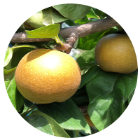 安曇野和梨狩り　南水