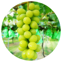 安曇野ぶどう狩り　シャインマスカット