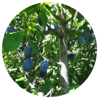 安曇野プルーン狩り　サンプルーン