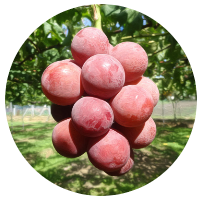 安曇野ぶどう狩り　シナノスマイル