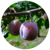 安曇野プルーン狩り　マジョリース