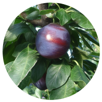 安曇野プルーン狩り　オータムキュート