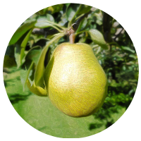 安曇野洋ナシ狩り　ラ・フランス