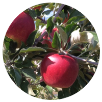 安曇野りんご狩り　シナノスイート