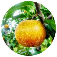 安曇野和梨狩り　楽山