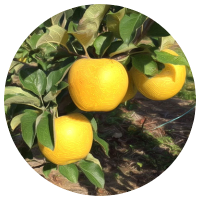 安曇野りんご狩り　シナノゴールド