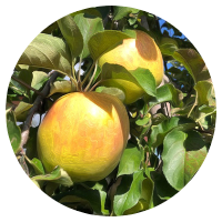 安曇野りんご狩り　ぐんま名月