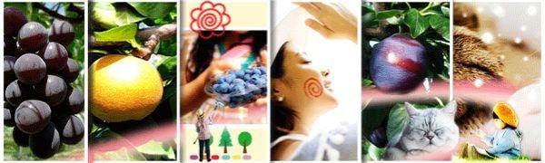 フルーツ発送ご依頼・品種紹介