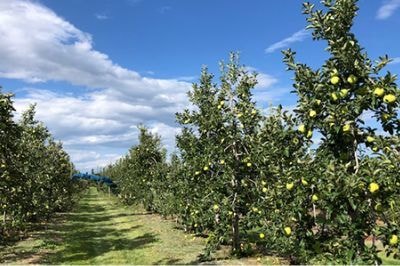 りんごの木の指定場所