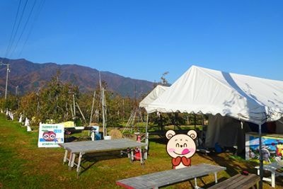 りんごの木のオーナー収穫