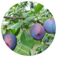 安曇野プルーン狩り　ブルータン