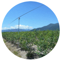 安曇野ブルーベリー狩り