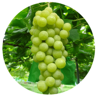 安曇野ぶどう狩り　ヒムロット・シードレス