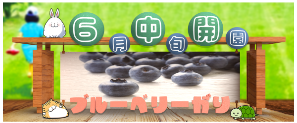 あづみ野ブルーベリー狩り