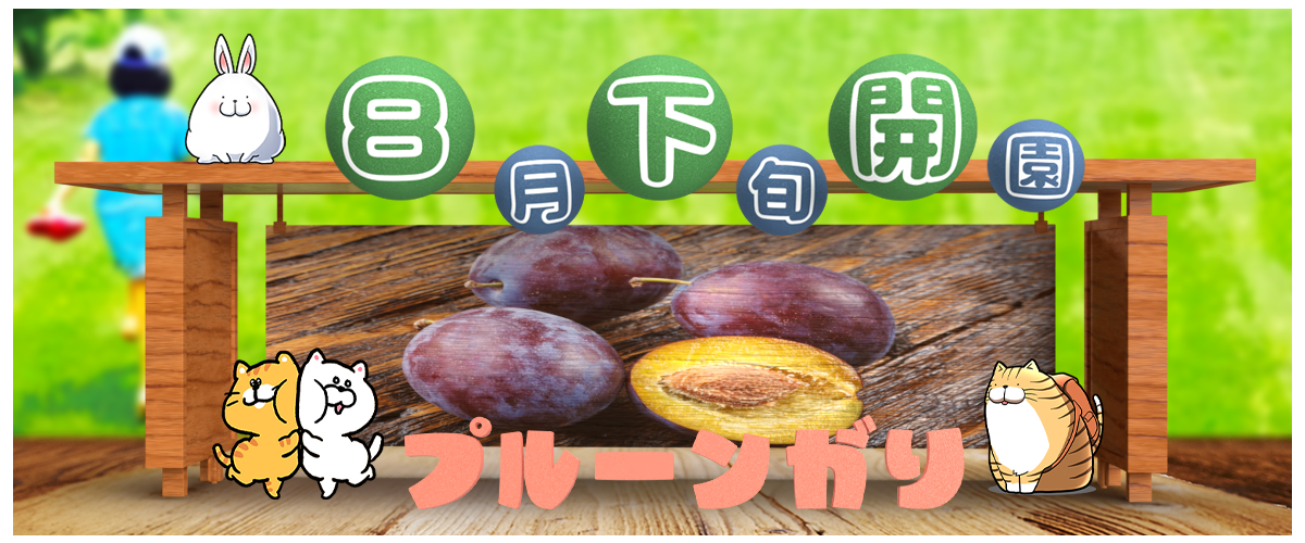 あづみ野プルーン狩り