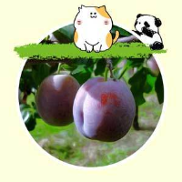 プルーン狩り安曇野