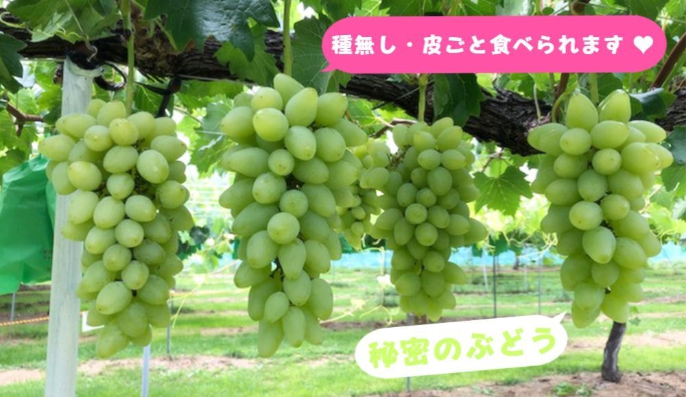 ぶどう狩り-あづみ野フルーツらんど