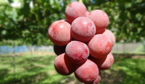 ぶどう狩り-あづみ野フルーツらんど