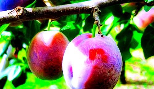 プルーン狩り安曇野