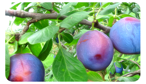 安曇野プルーン