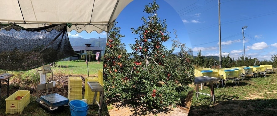 りんごの木のオーナー