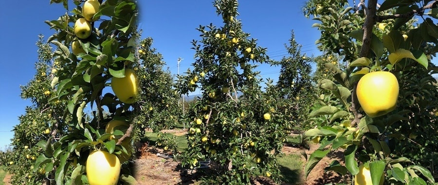 りんごの木のオーナー