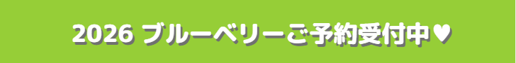 ブルーベリー狩りご予約受付中。