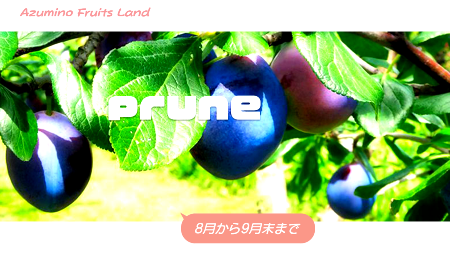あづみ野プルーン狩り