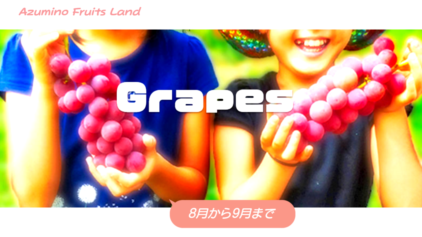 ぶどう狩り-あづみ野フルーツらんど果物狩り