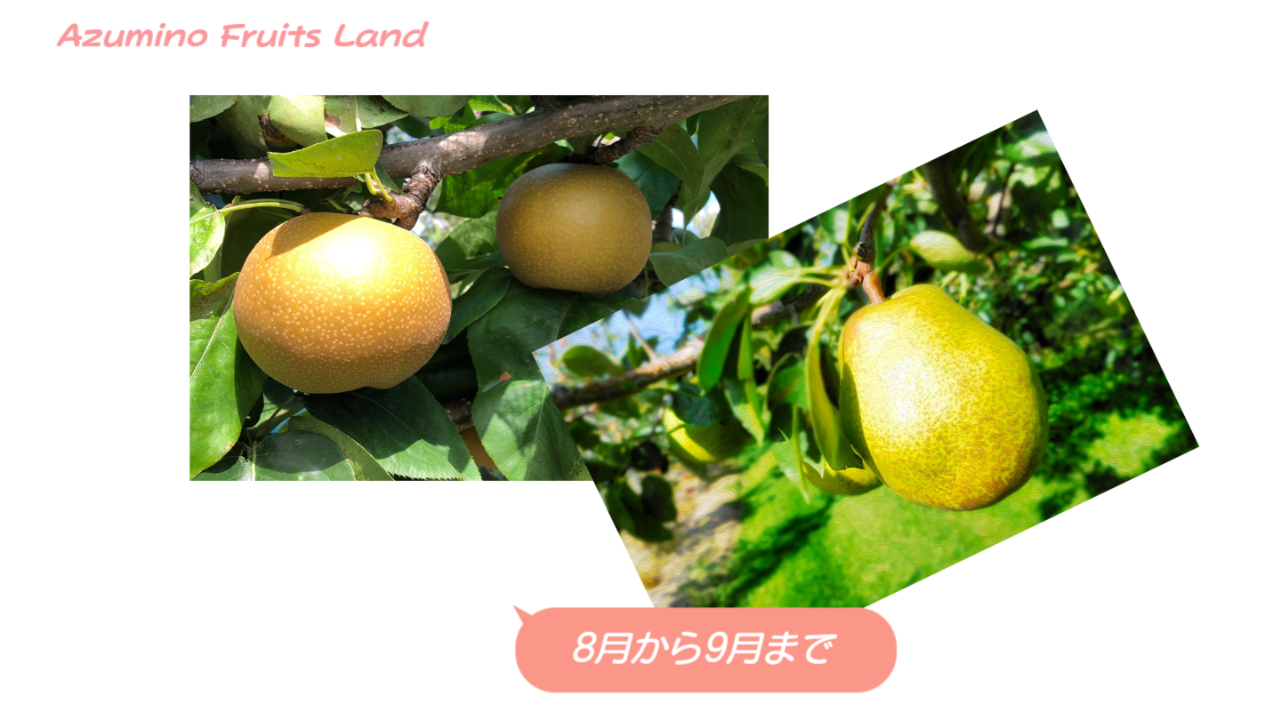 和洋なし狩り-あづみ野フルーツらんど果物狩り