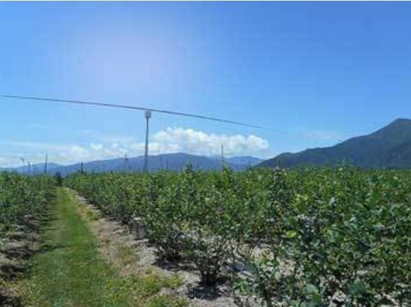 あづみ野ブルーベリー