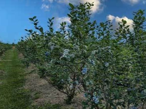 ブルーベリー園内風景