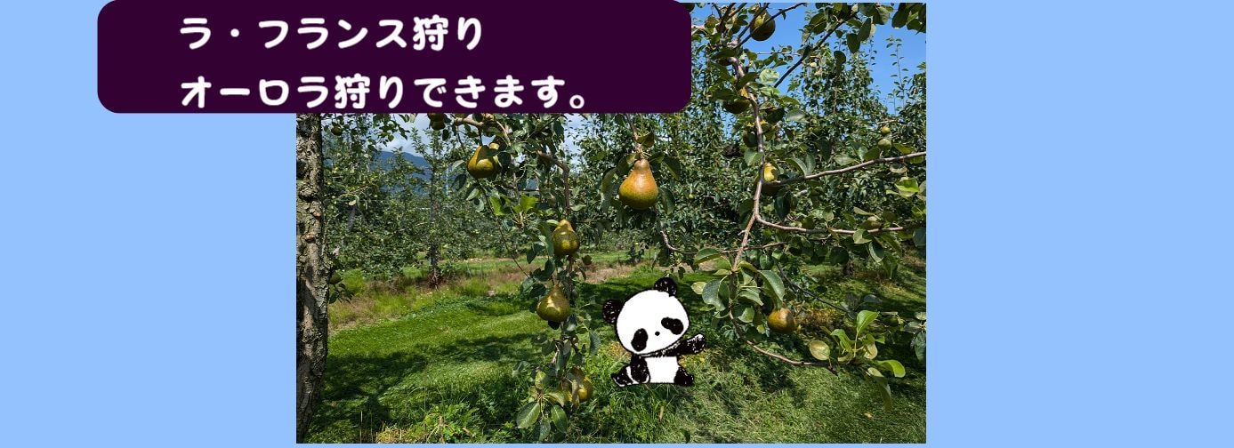 ラ・フランス狩り