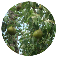 安曇野洋ナシ狩り　オーロラ