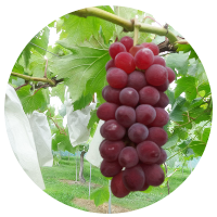 安曇野ぶどう狩り　サニールージュ