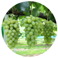 安曇野ぶどう狩り　涼玉